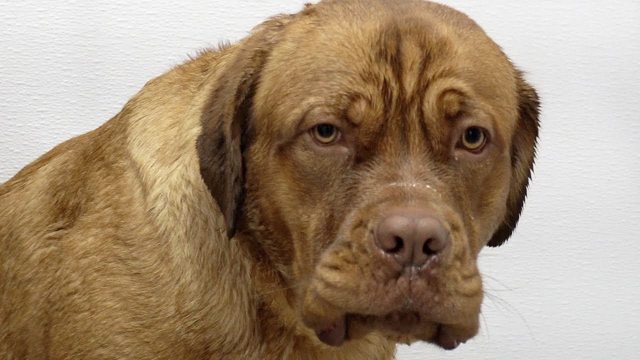 Mastiff dog pouts during his groom | The LARGEST head in the canine kingdom