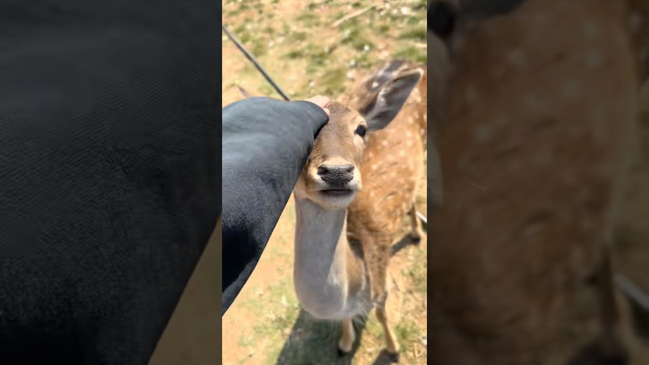 My Deer Escaped! 🫣 🦌