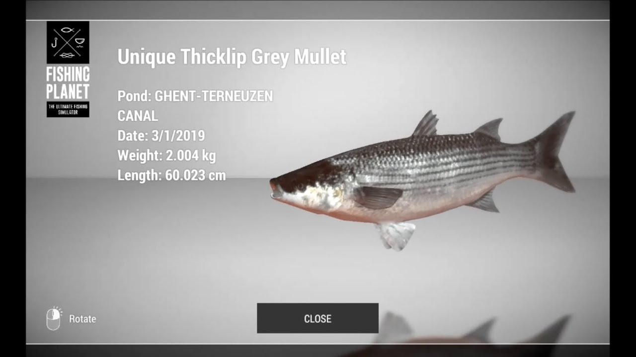 Fishing Planet Netherlands Unique Thicklip Grey Mullet Bottom and Spinning v.2.1.4