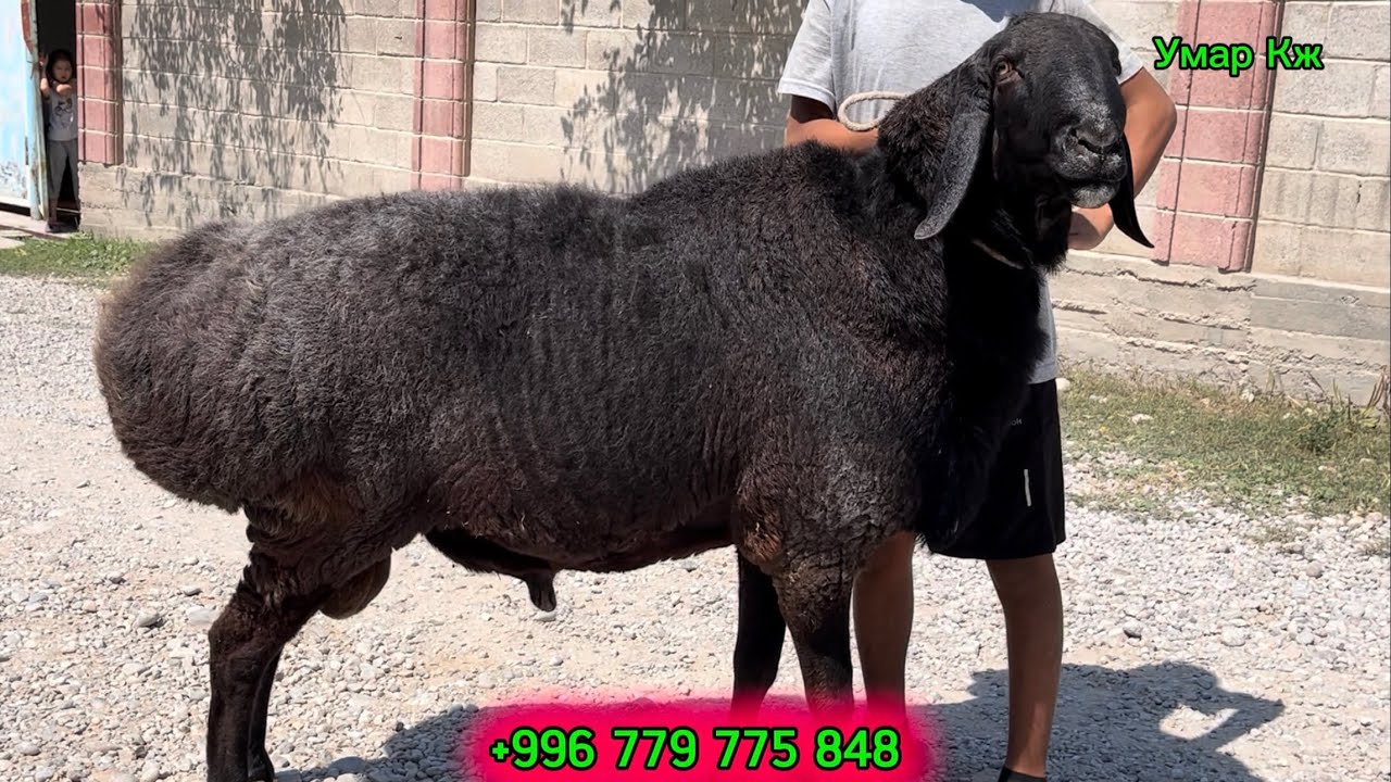 Пай Пай Кочкор Чыкты 🚚🤝☎️🔥✅
