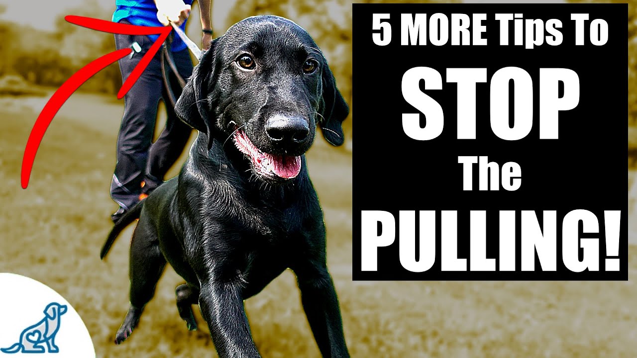 5 MORE Tips To Stop Your Dog From Pulling On The Leash