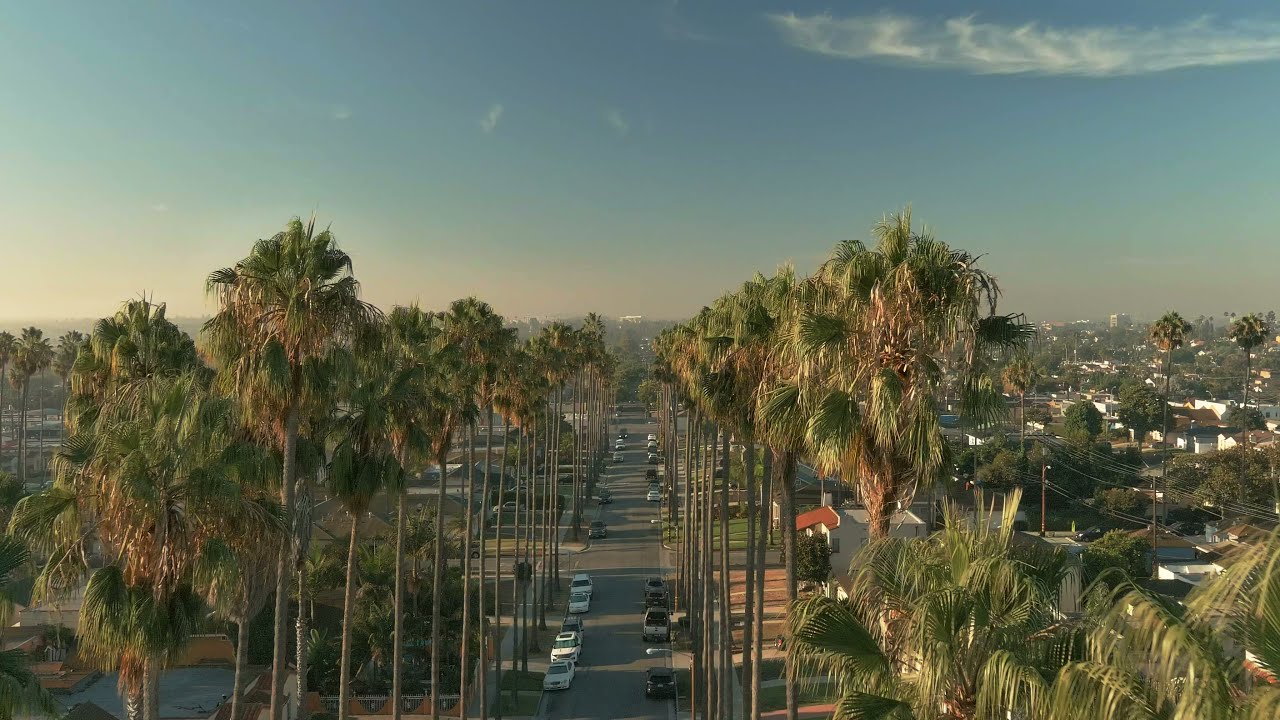 PALMS OF LOS ANGELES #palmtrees #losangeles #Cali #autelrobotics #meditation #lifeonearth
