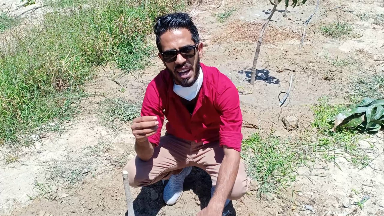 معدلات و مقننات الري لشجرة مانجو الأجنبي و توضيح شكل أعفان الجذور علي الشجر | Mango Krimson Pride