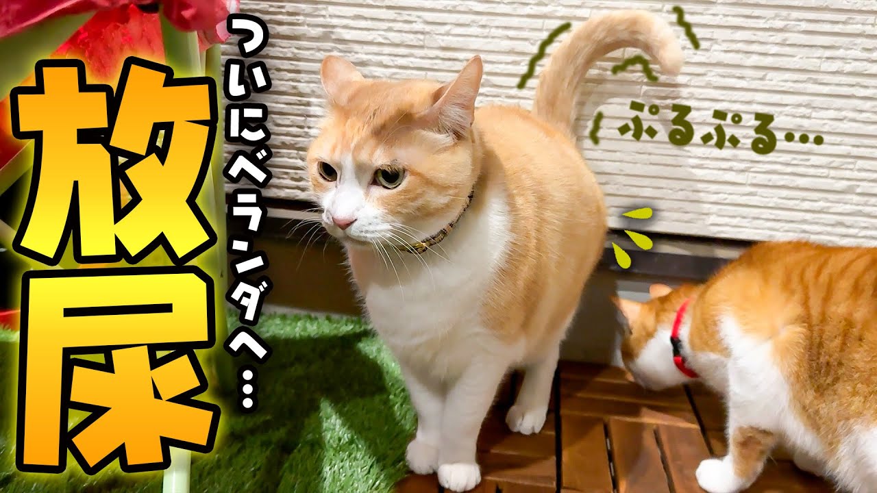ついにロビンがベランダで&ldquo;やらかして&rdquo;しまいました&hellip;