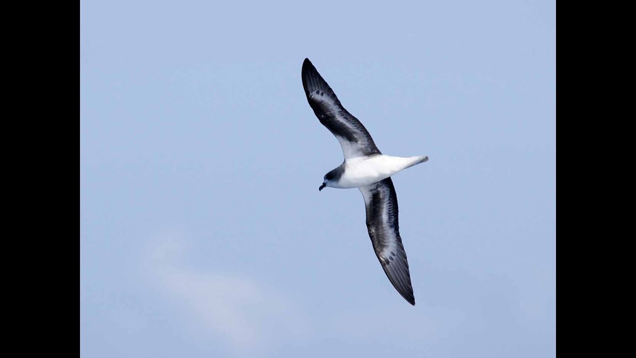 Zino's Petrel (white underwing), Madeira Island, North Atlantic, 27th June 2019