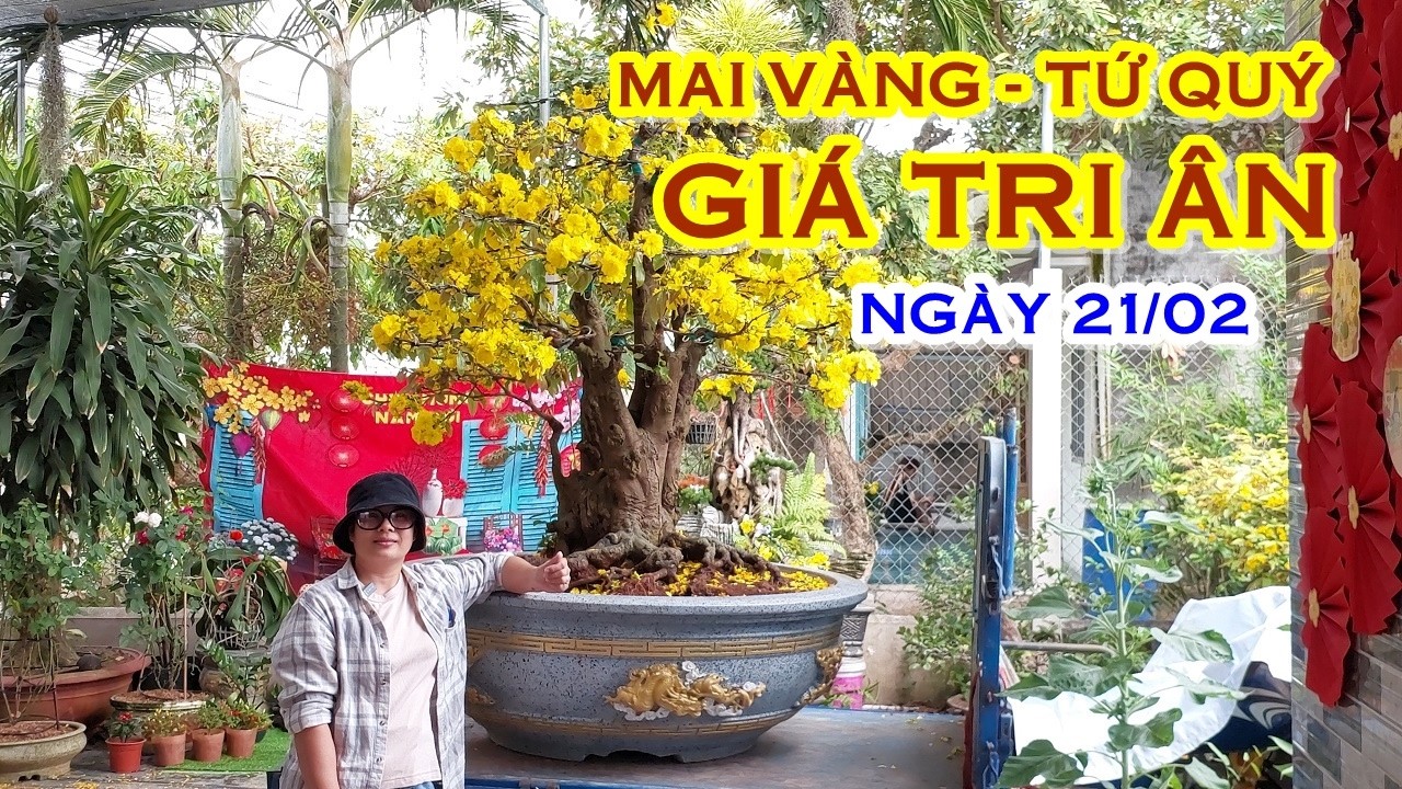 TÚ 📲 O764O69941 MAI VÀNG, MAI TỨ QUÝ GIAO LƯU NGÀY 21/02 