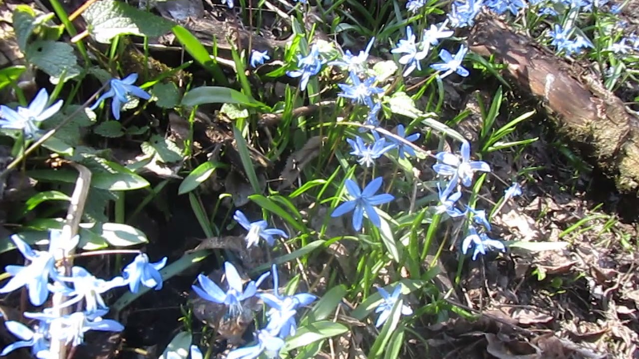 Scilla siberica