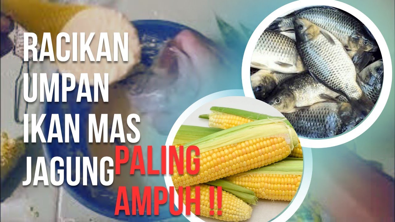 RACIKAN JAGUNG BIKIN NETER ❗❗ PENANGKAL ESSEN,!!  IKAN MAS KUMPUL