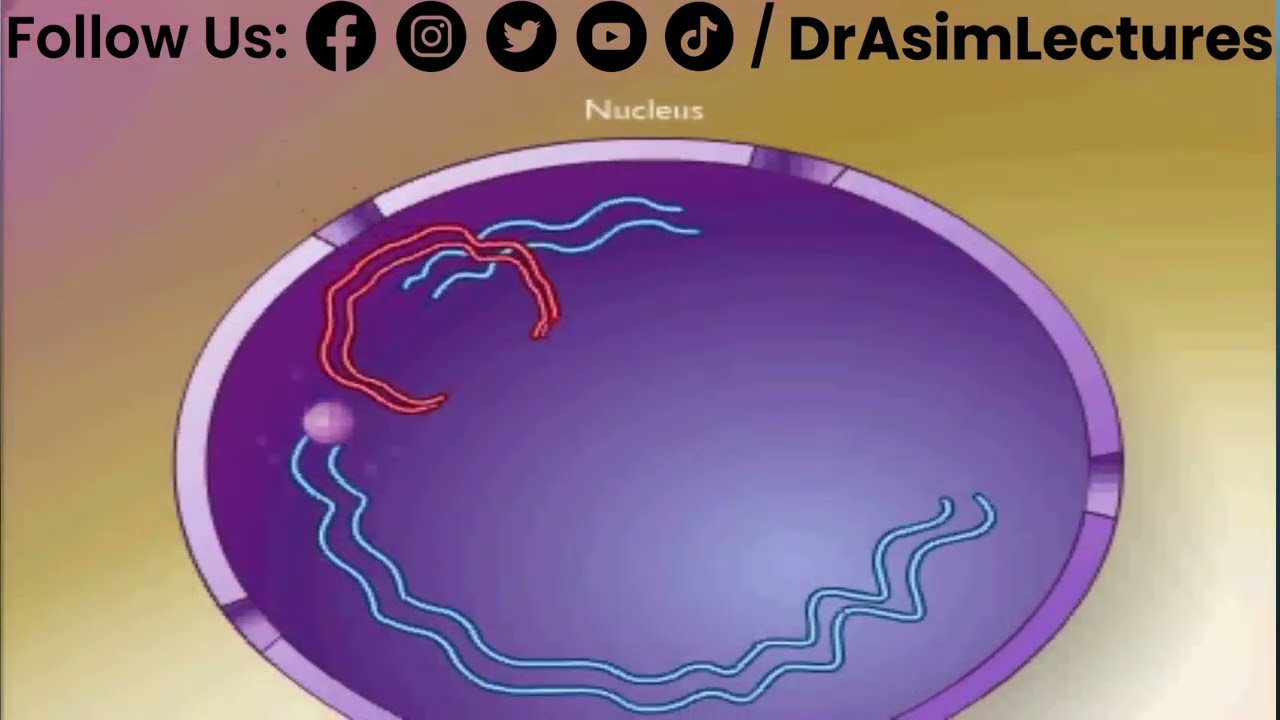 Life Cycle of HIV (Part 01)