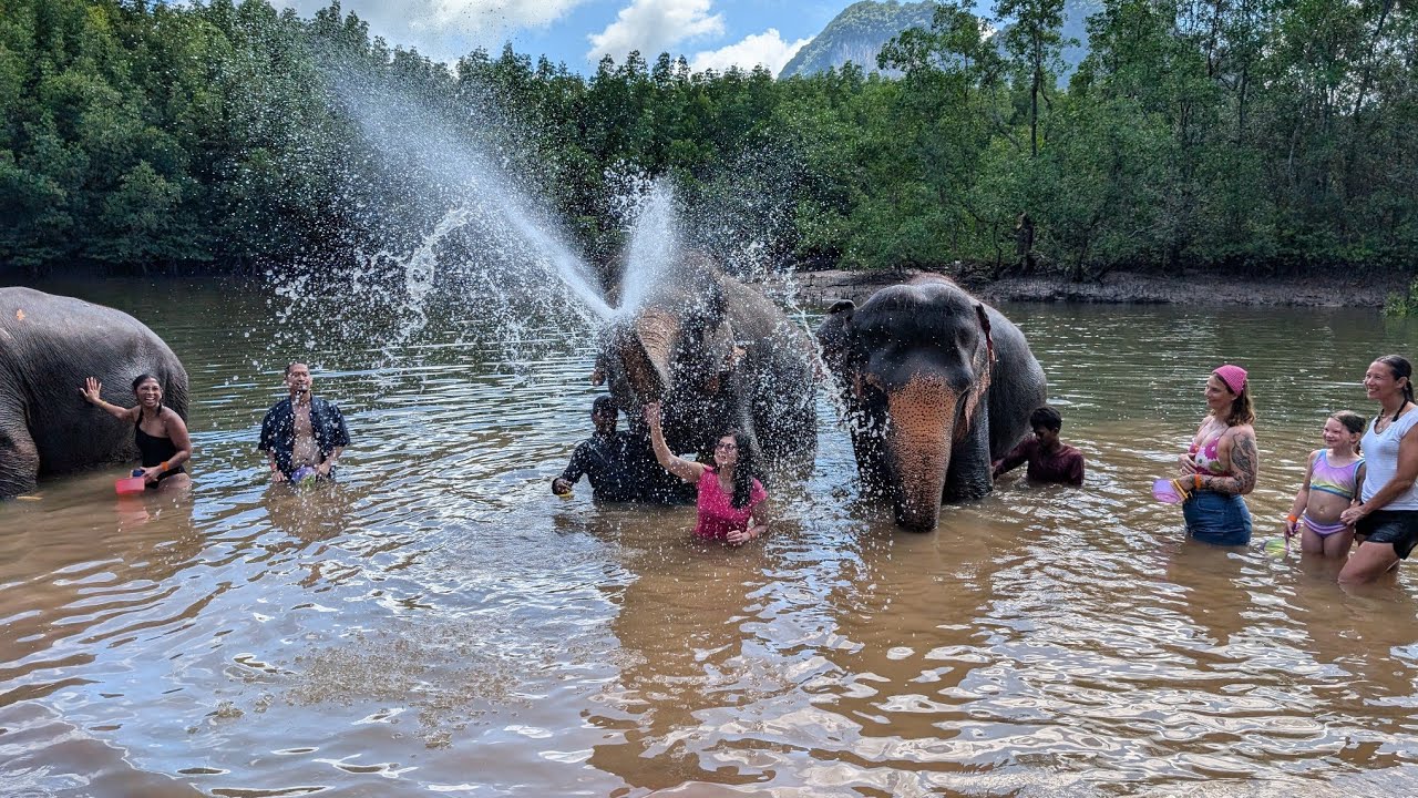 Giving Elephants A Good Bath At Krabi Elephant Shelter