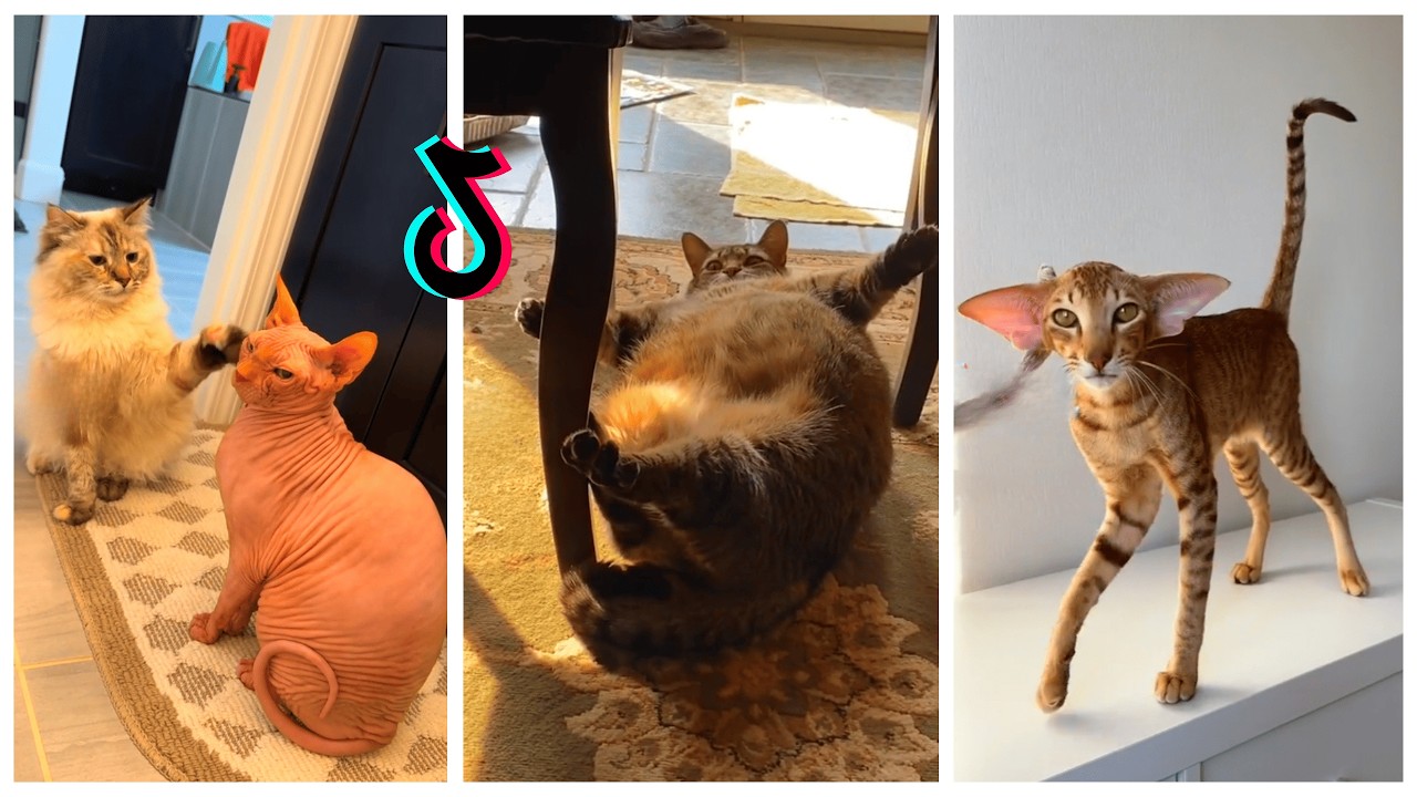 😱 YOU WON'T BELIEVE THIS! 😻 These cats will melt your heart! WAIT FOR THE END! 😭💔