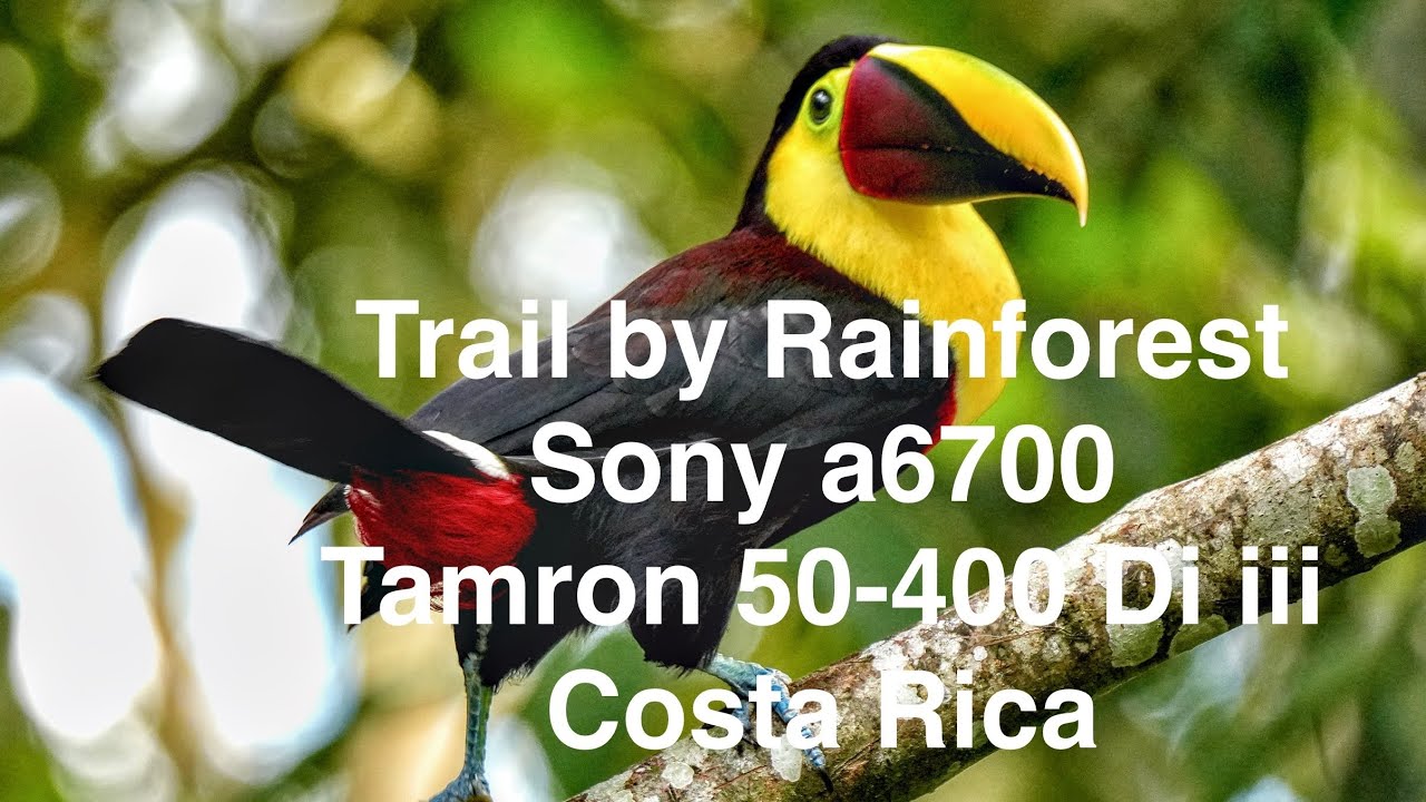 Trial by Rainforest: Sony a6700 — Tamron 50-400 f4.5-6.3 Di iii VC VXD in Costa Rica