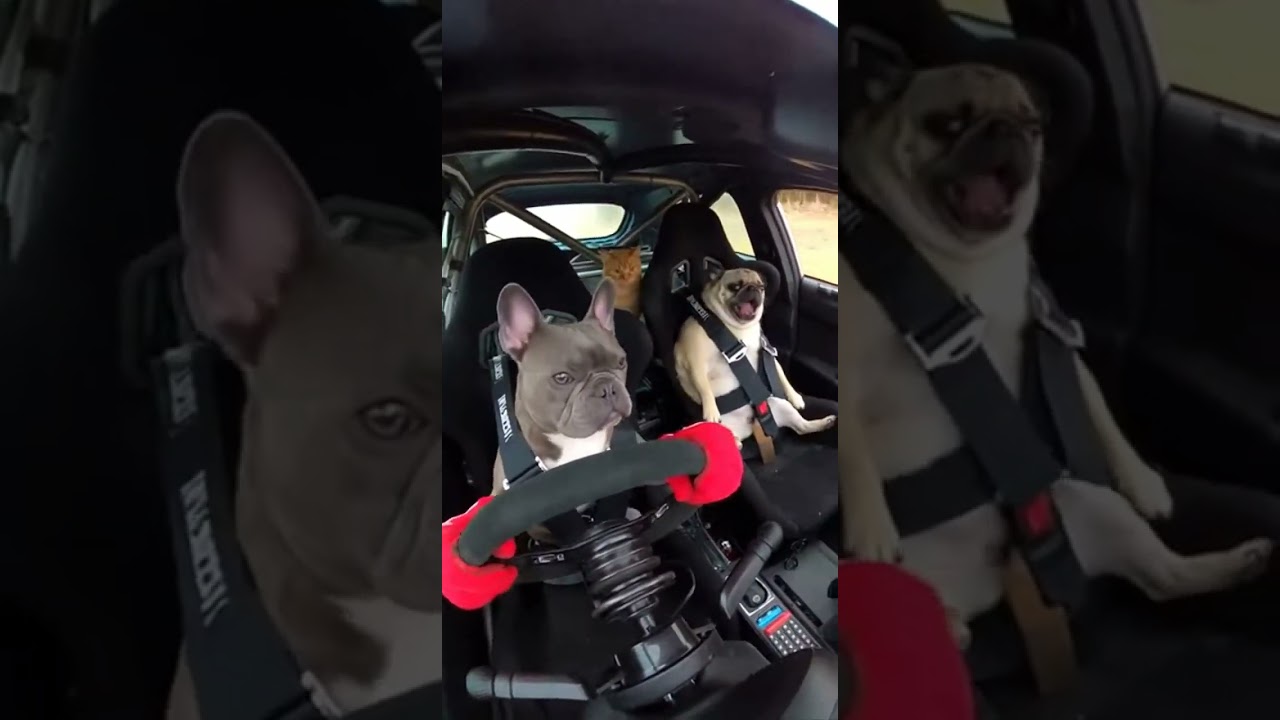 French Porsche driver 