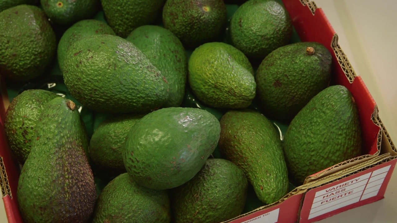 Avocado Dry Matter Testing Coring Method