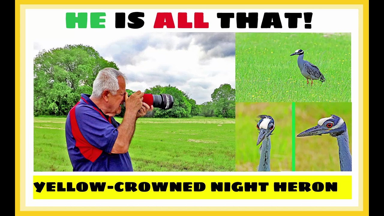 Yes, HE IS All That! – Yellow-crowned Night HERON + Gallery Of Pictures