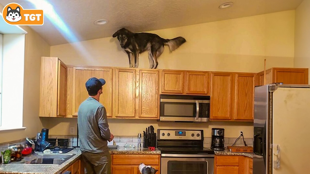 When You Have Comedian Dog 😂 Funny Dog and Human Videos 2026