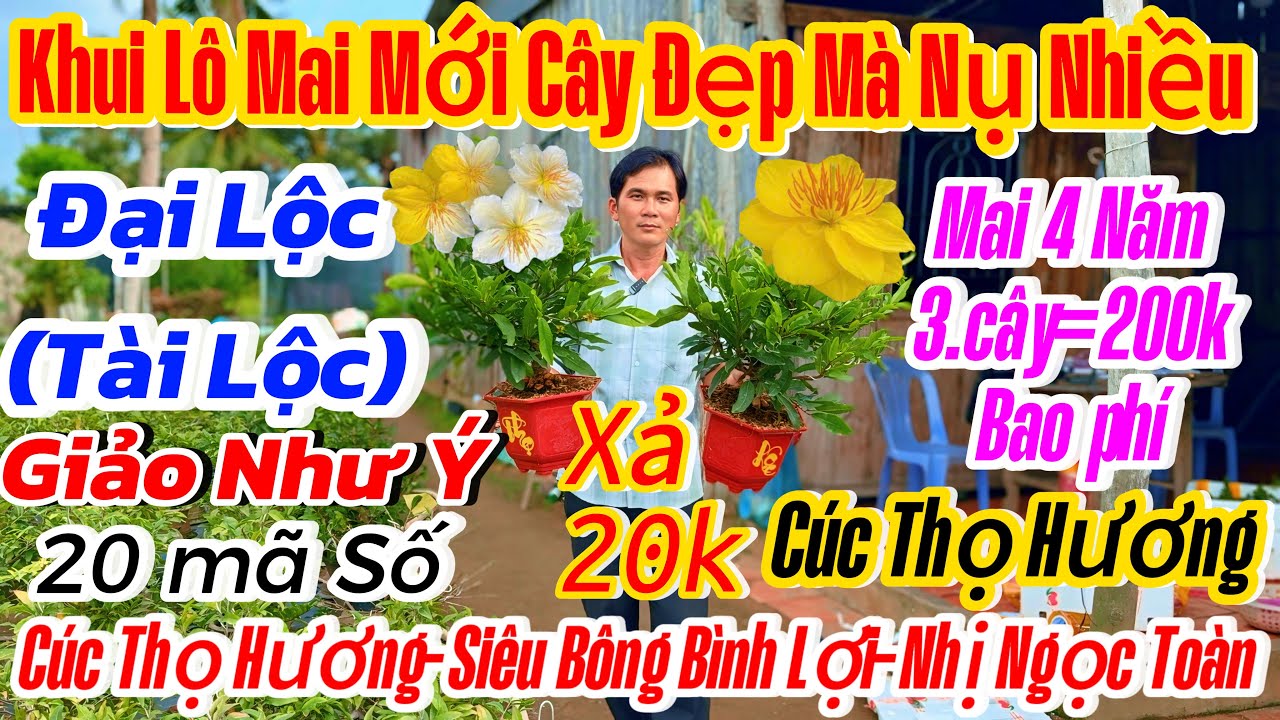 19/01☎️ 0976500689 ☎️🌴mai vàng chơi Tết 70k🌴nhị Ngọc toàn-bình lợi-đại Lộc-cúc thọ hương-giảo như ý