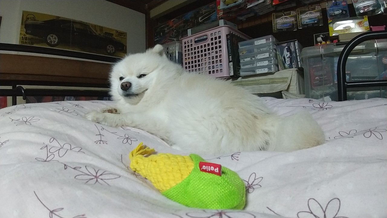 陽だまり梵ちゃんウィークリー　2月最終週：毎週水曜日16:00更新【予定】