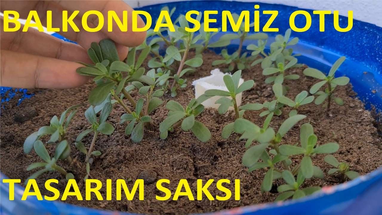 Balkonda yeni tasarım saksıda Semiz otu yetiştirelim / Grow purslane / new design pot on the balcony