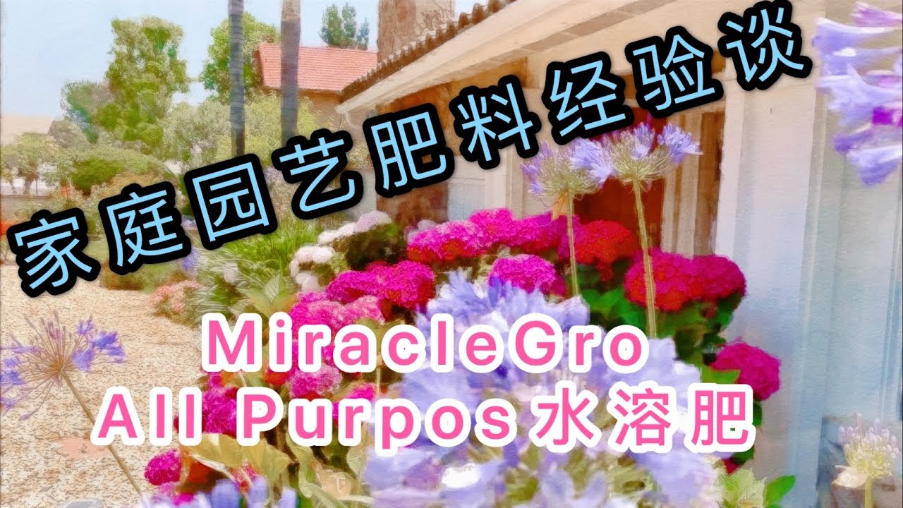 （园艺篇57）肥料大盘点！颠覆肥料观！根据植物特点用肥！玫瑰/矮牵牛/三角梅/绣球/百子莲/智利百合