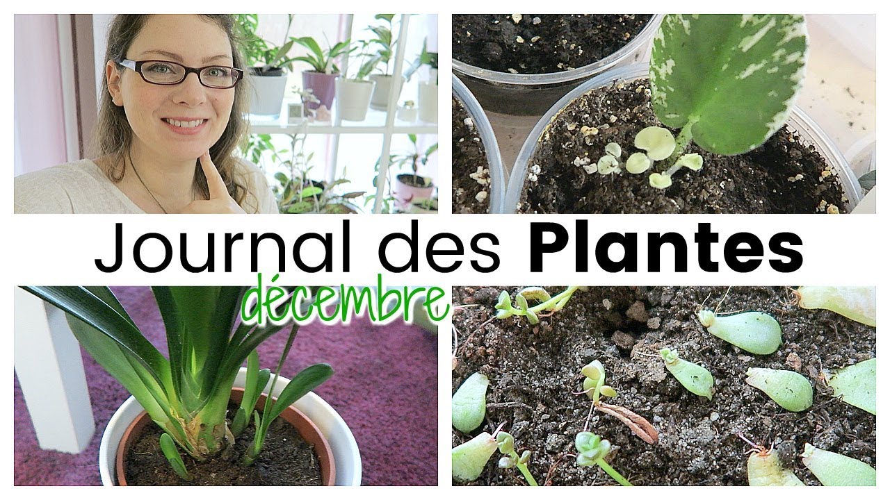 Journal des plantes - Attention chauffage, nouvelles pousses et petits accidents | Plant Life