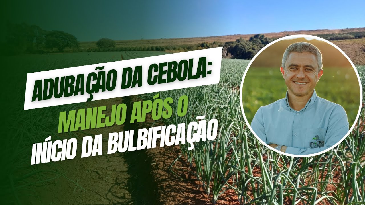 Adubação da cebola: manejo após o início da bulbificação