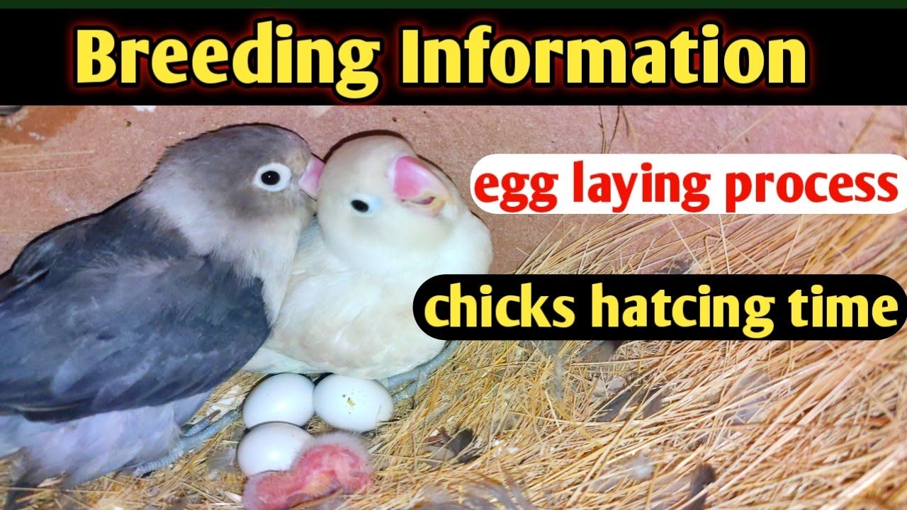 Love Birds Egg Laying Process & Chicks Hatching Time / information about love birds breeding