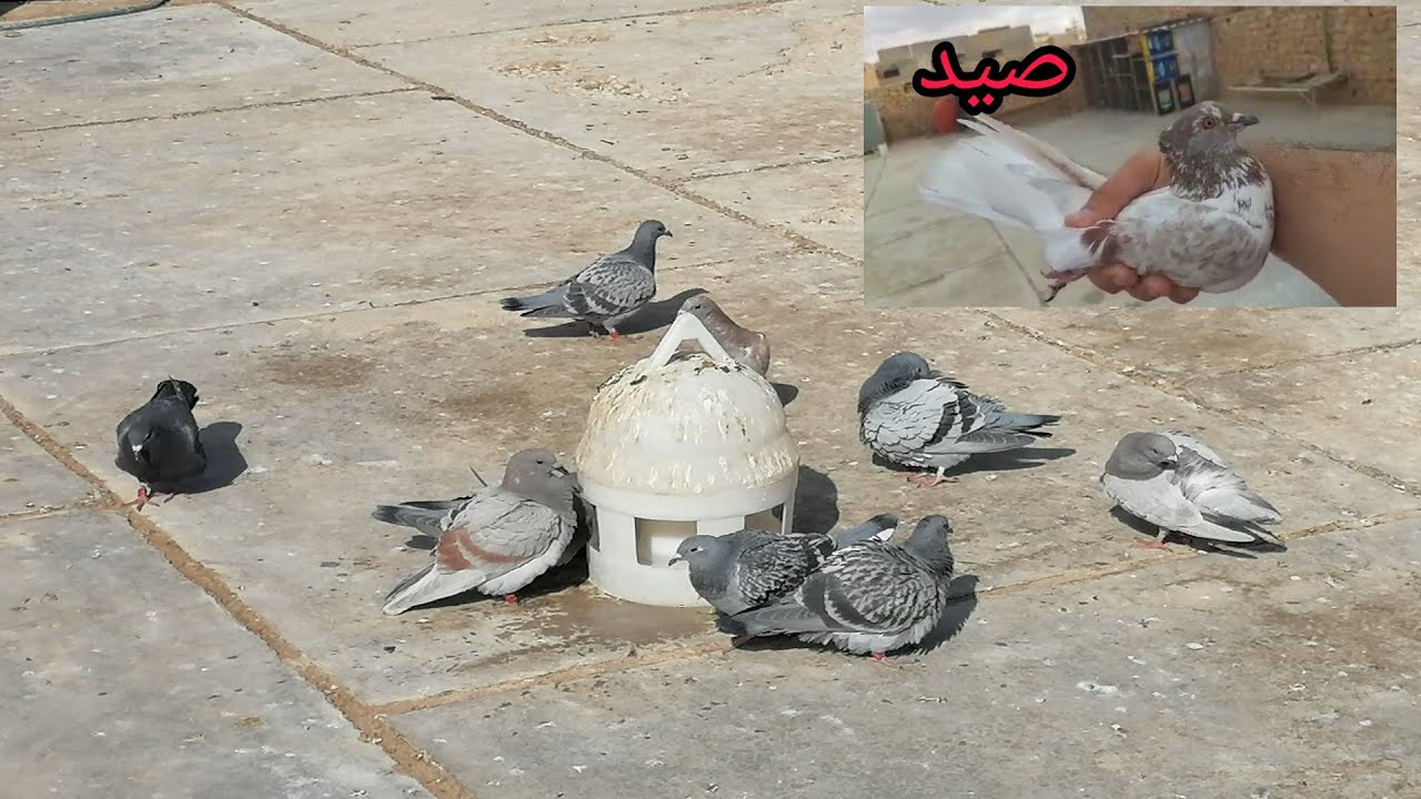 تخريج فرخات زواجل + صيد +مطيار التور جاي تنهزم