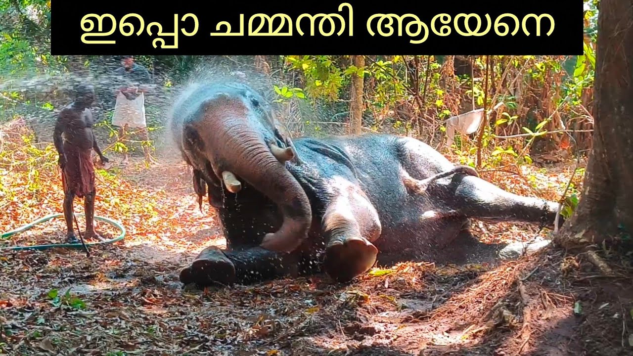 കുളിപ്പിക്കുമ്പോൾ ആനക്ക് സംഭവിച്ചത് കണ്ടോ ????
