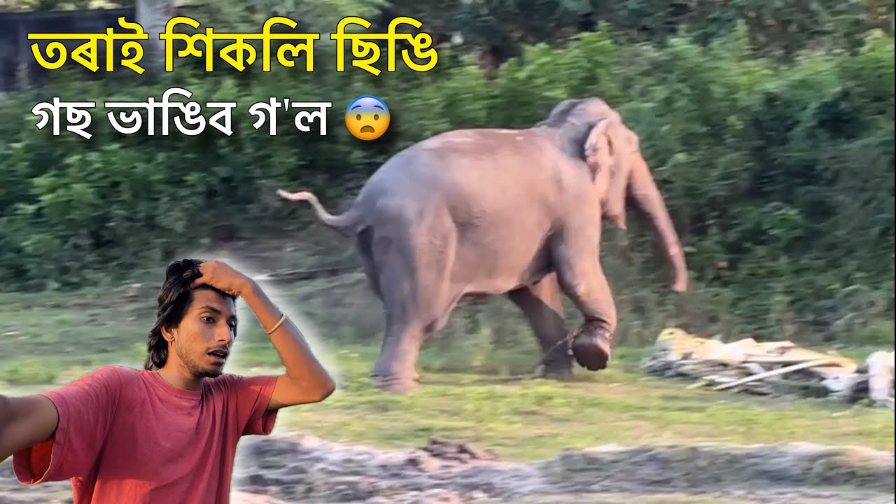 তৰাই শিকলি ছিঙি গছ ভাঙিব গ’ল 😨 - Episode 12 : Elephant Journey to Kaziranga 2024