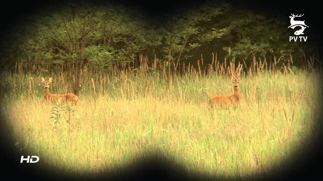 Őzbakvadászat a Nyírerdőnél,Roebuck hunting in Hungary, Rehbockjagd in Ungarn