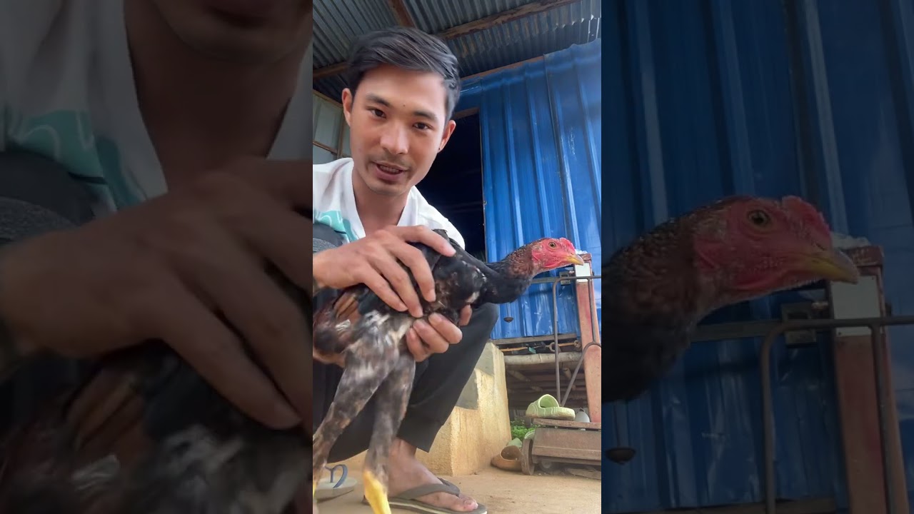 တောင်ပြောမြောက်ပြောနဲနဲပါးပါးပေါ့ဗျာ