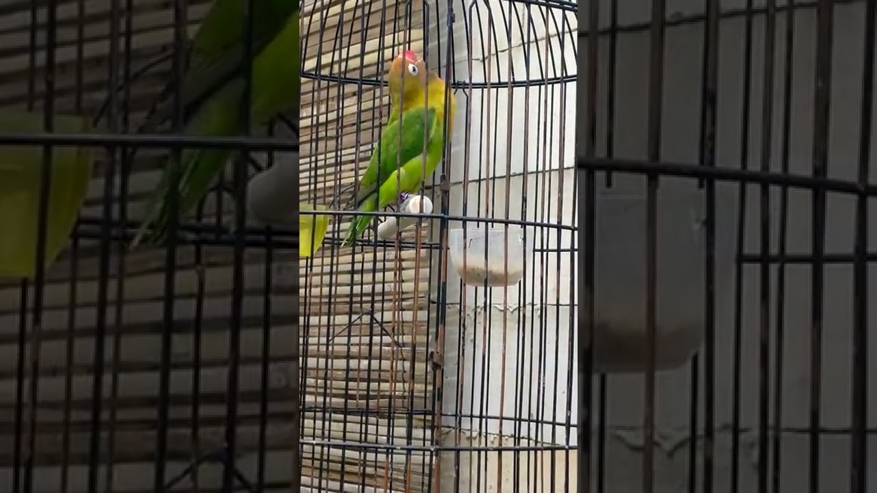 TRAH PAUD KONSLET/ BALIBU KONSLET/ BURUNG LOVEBIRD NGEKEK CALON KONSLET