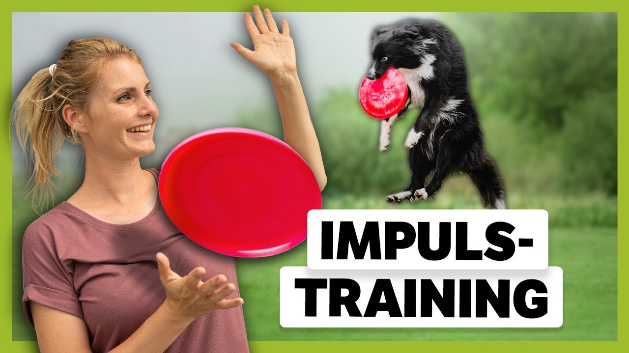 IMPULSKONTROLLE spielerisch lernen: So trainierst du sie mit einem Frisbee