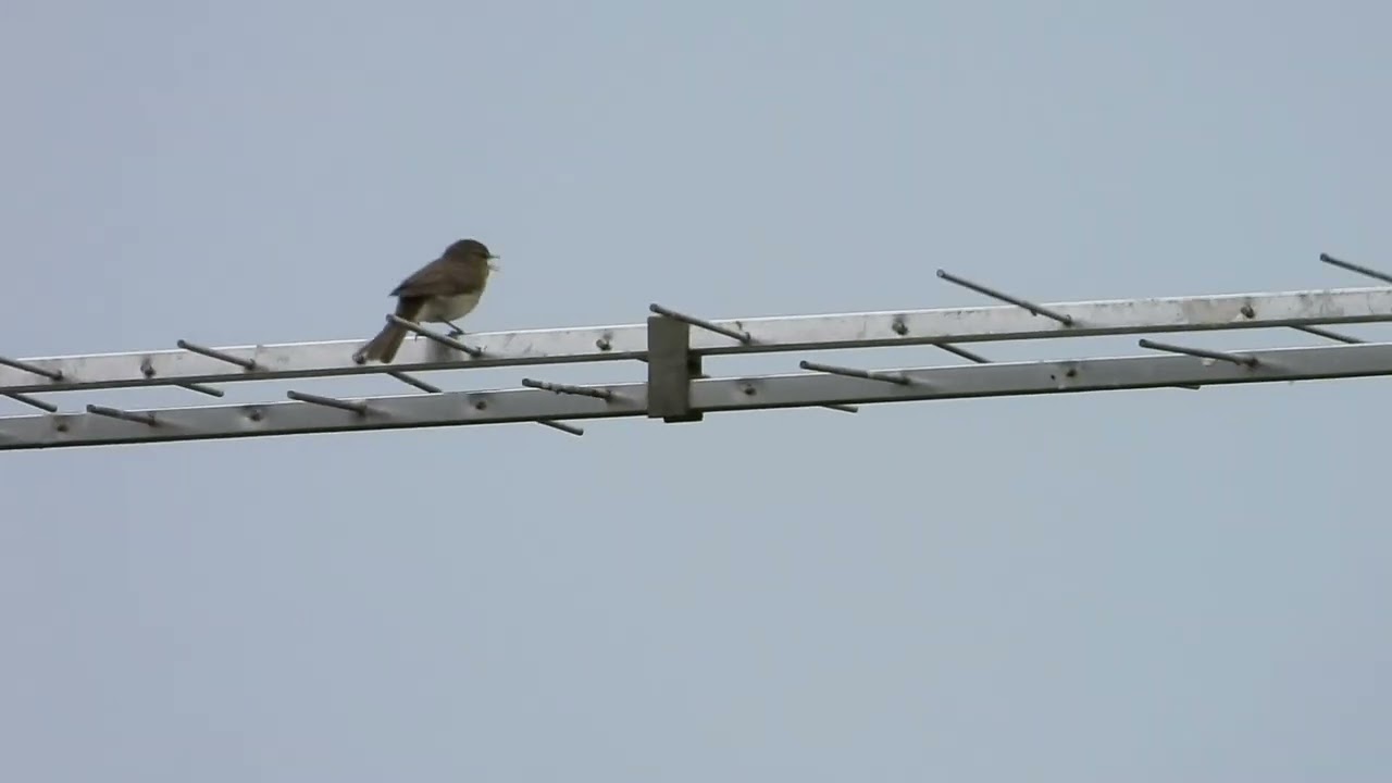 Chiff Chaff on aerial Summerleaze