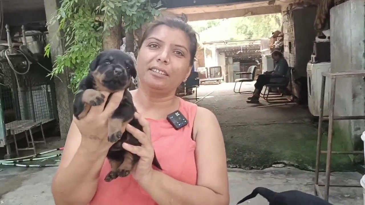 Dog Kennel in Ahmedabad Gujarat | Dog Queen Varsha Mam and 45 Rottweiler Dogs