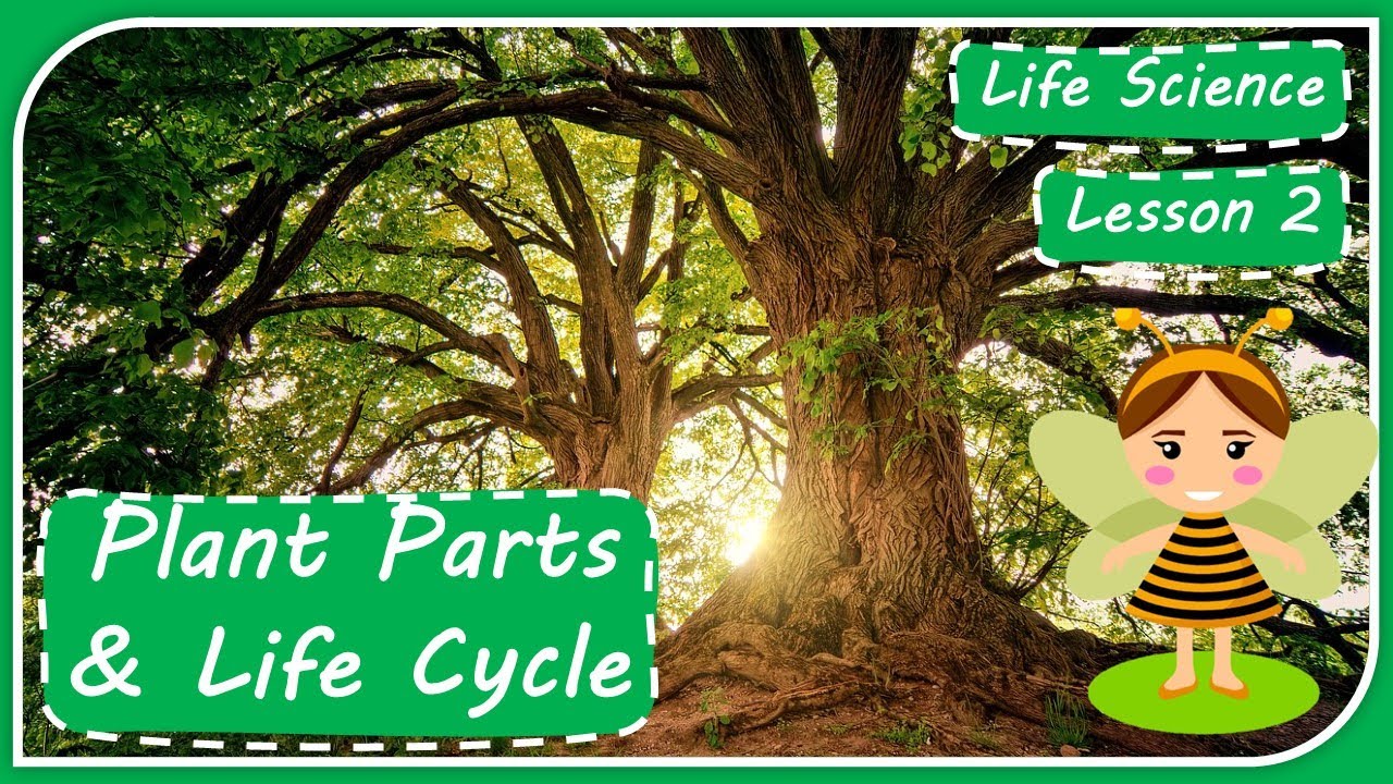 Life Science: Lesson 2 - Plant Parts and Life Cycle
