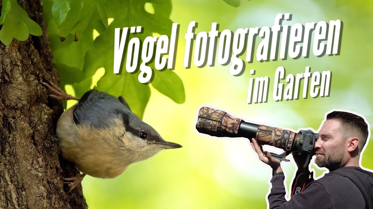 Naturfotografie: Vögel fotografieren im Garten