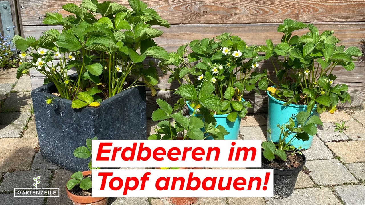 Erdbeeren im Topf anbauen - Vermeide diese Fehler für eine reiche Ernte!