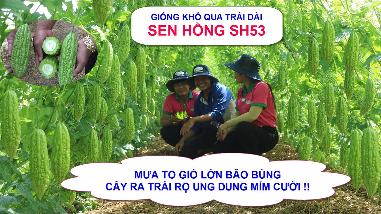 Giống Khổ qua Sen Hồng SH53, Trồng Mùa mưa ở Châu Phú - An Giang, Tháng 11/2022