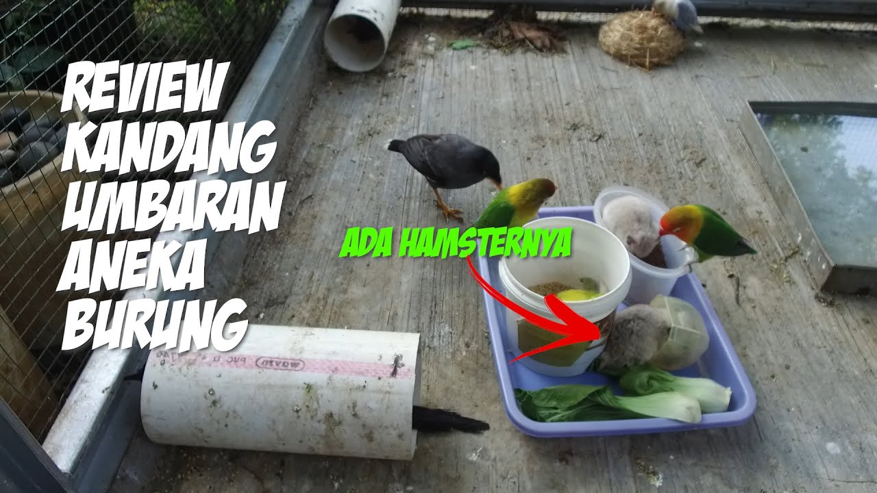 Berbagai Jenis Burung dalam Satu Kandang LoveBird Koloni | Ada Hamsternya lho
