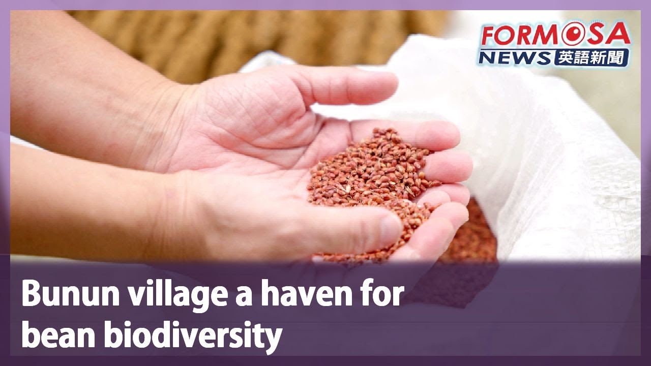 Bunun village a haven for bean biodiversity｜Taiwan News