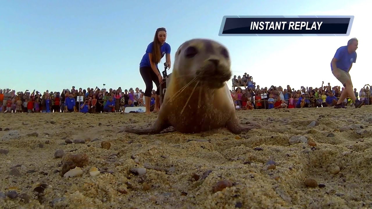 Sea Salt the Seal Returns to the Wild After Months in Rehab!