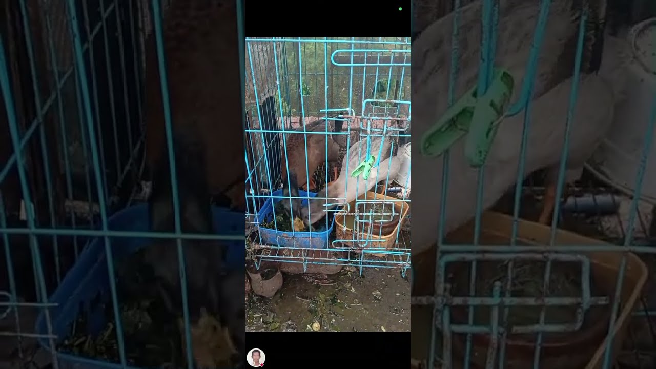 Kuya Mario’s TV 7588 a variety content is live!