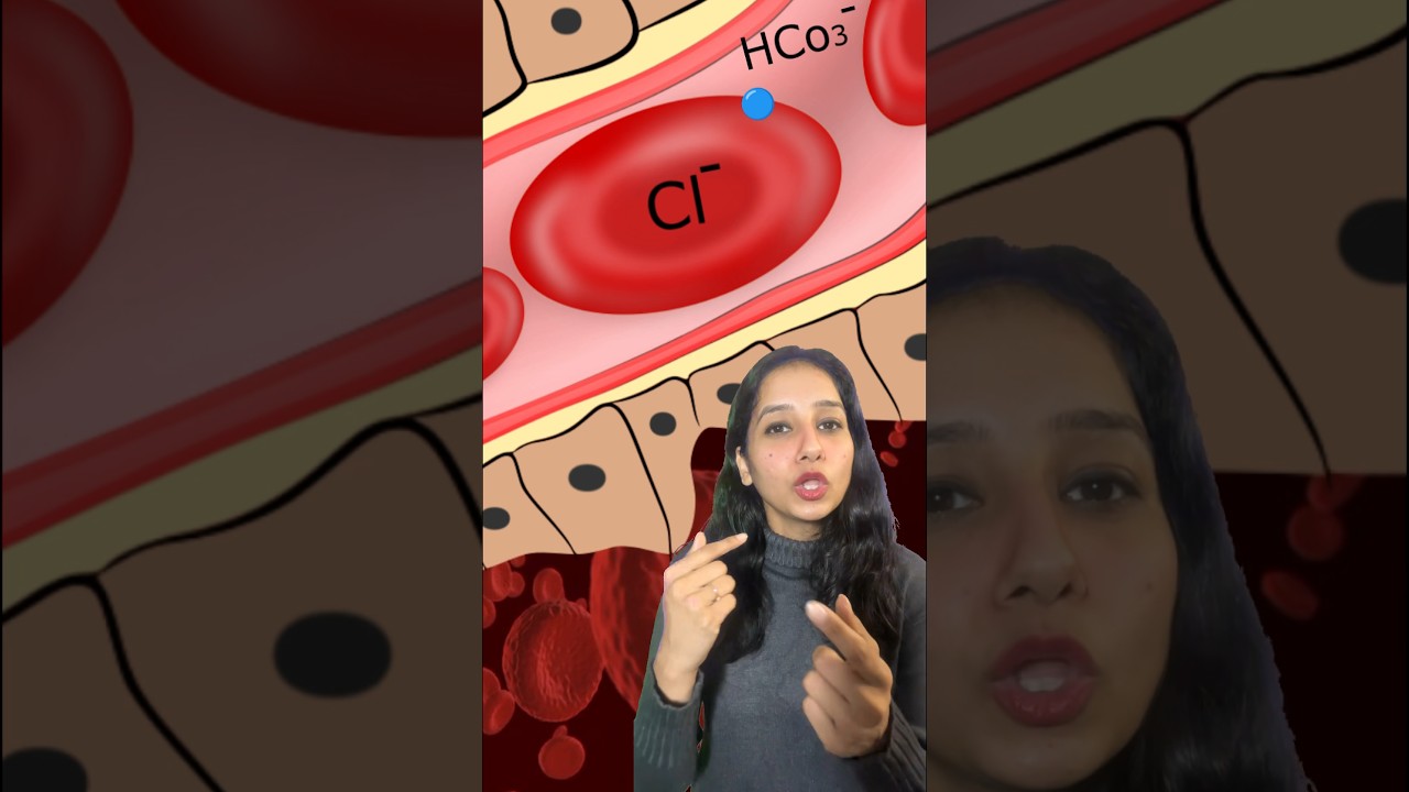 Chloride Shift || Physiology 