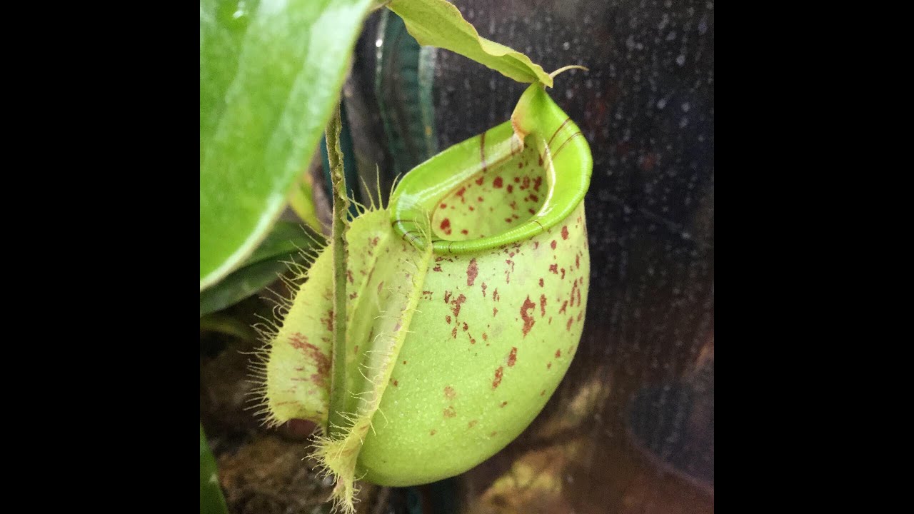 Растение в центре внимания: Nepenthes x hookeriana