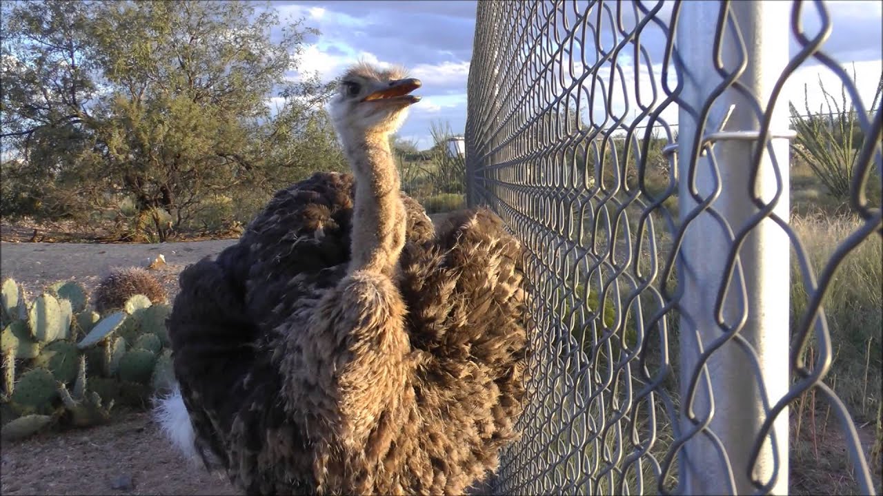 Tribute to Mormor my pet Ostrich - RIP
