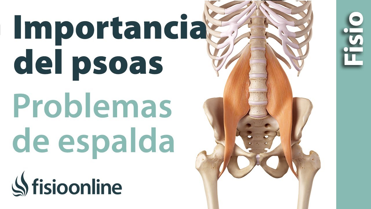 Qué es el psoas y cuál es su importancia en los problemas de espalda