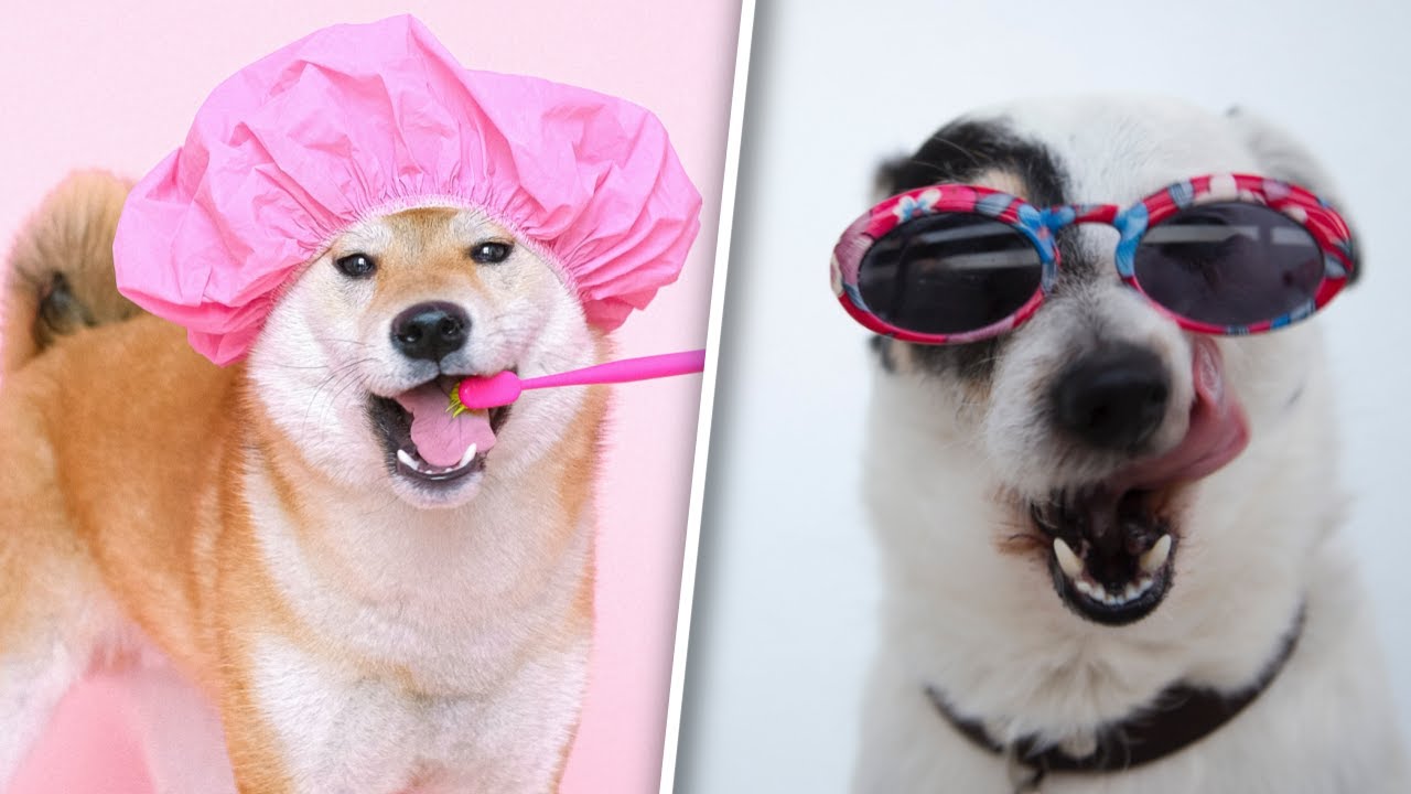 50 Ting Du Ikke Vidste Om Hunde!
