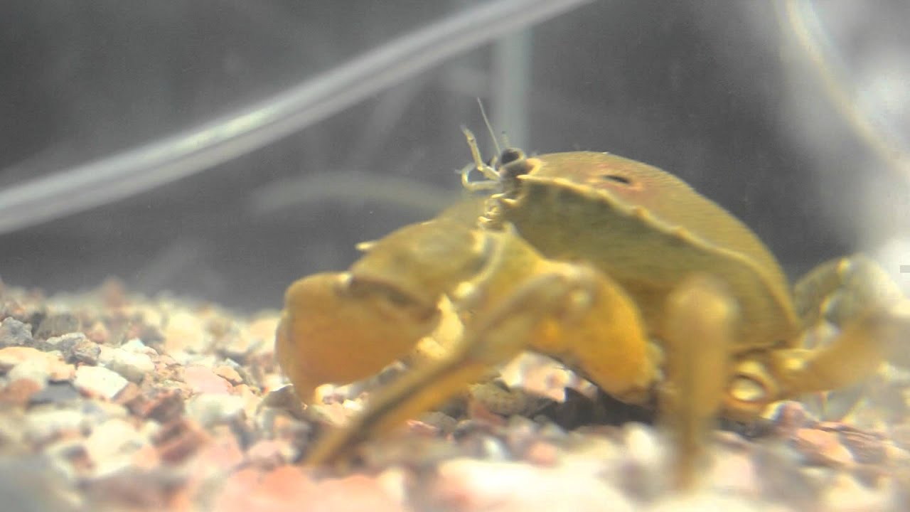 Cangrejos de r&iacute;o, macho y hembra | River crabs, male and female